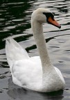 Cigno Cigno