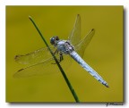 Libellula Azzurra
