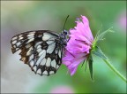 melanargia-galathea melanargia-galathea