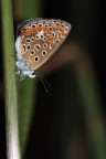 flashata flashata