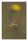 Tintarella Tintarella
