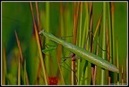 Mantis religiosa