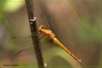 Libellula gialla Libellula gialla