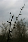 spine spine
