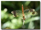 Libellula Libellula
