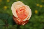 macro Rosa