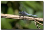 Libellula Libellula