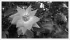Fiore Fiore