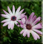 Fiori Fiori