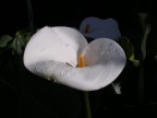Fiore Fiore