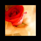 Rosa Rosa
