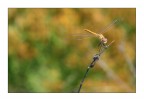 Giallo su giallo Giallo su giallo