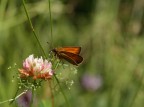 Ochlodes Venatus Ochlodes Venatus