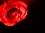 Rosa Rosa