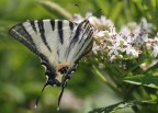 podalirio un po' nitida, finalmente podalirio un po' nitida, finalmente
