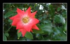 Fiore (colori) Fiore (colori)