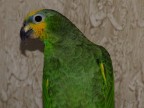chicca chicca