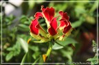 colori... rosso colori... rosso