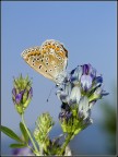 Butterfly Butterfly