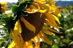 Girasole al Vento Girasole al Vento