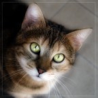CORA