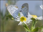 Butterfly in Love Butterfly in Love