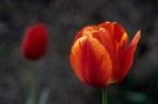 Tulipano 1 Tulipano 1