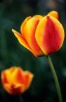 Tulipano 2 Tulipano 2