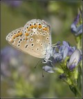 Butterfly 2