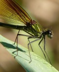 Crop Libellula Crop Libellula