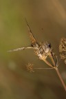 Farfalla nell'arsura Farfalla nell'arsura