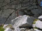 Foto fatta gioved� scorso sul Passo di Porta Buciaga nel gruppo dell'Adamello.
Dal sentiero vedevo le corna della bestiolina che era sdraiata in cima al passo. Pian piano, sono salito fino a 4 metri da lui  finch� ho dovuto raschiare il terreno con lo scarpone per fare il rumore che mettesse in allarme l'animale e facesse s� che si alzasse. Una volta allarmato ZAC... foto... preso!
Nikon Coolpix 7900
Commenti e critiche ben accetti...