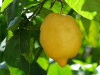 Limone