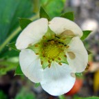 Siam tre piccole formichin nel fiorellin