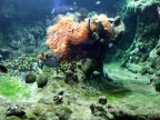 Anemone Anemone