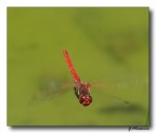 La Rossa in Volo... La Rossa in Volo...