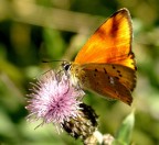 Arancio Arancio
