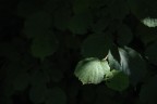 Raggio di luce nel bosco Raggio di luce nel bosco