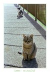 Gatti - reloaded Gatti - reloaded
