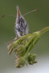 Farfalla accademica (ripresa nei giardini della mia universi Farfalla accademica (ripresa nei giardini della mia universi