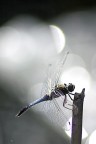 Una strana macro Una strana macro