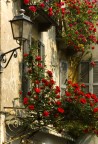 Rose Rose