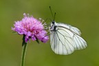 Farfalla Farfalla