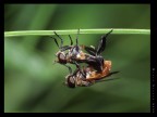 Moschine birichine Moschine birichine