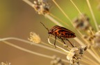 Graphosoma2
