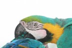 pappagallo in hd pappagallo in hd