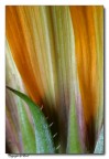 Fiore carnivoro Fiore carnivoro