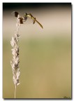 Libellula Libellula