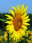 SUNFLOWER SUNFLOWER