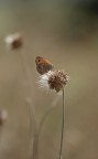 Arriva il temporale Arriva il temporale